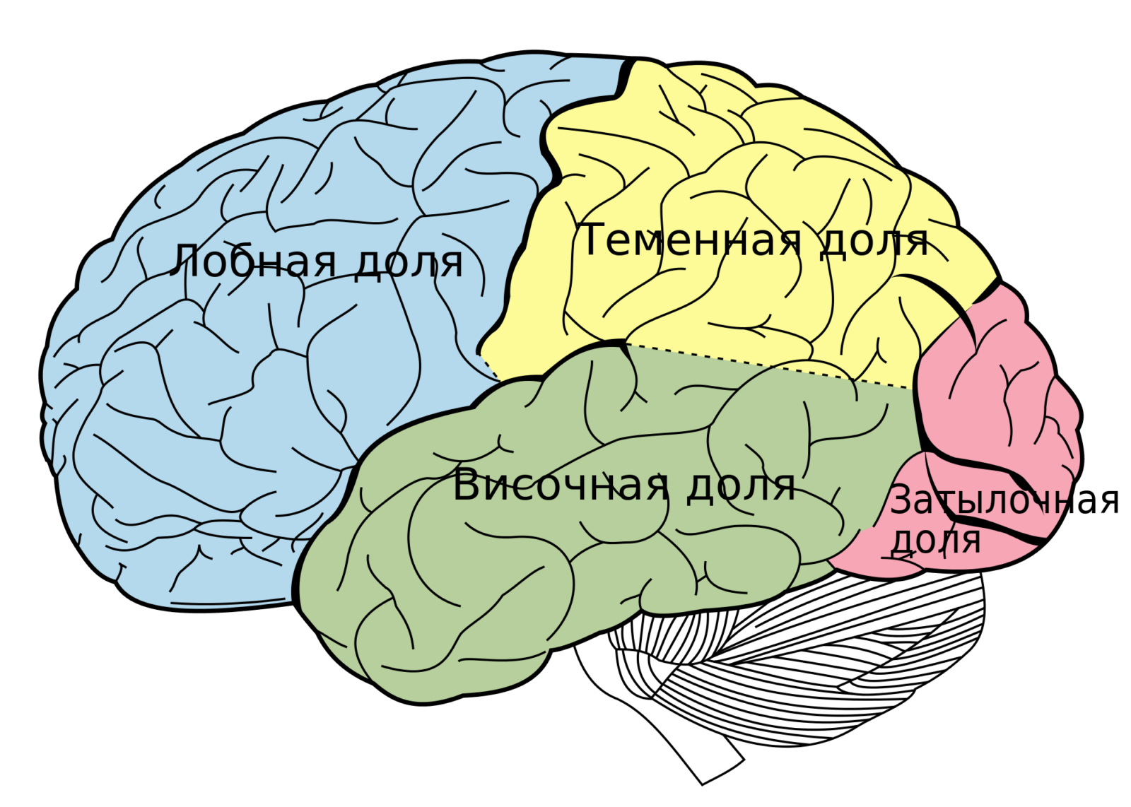 мозг и сон