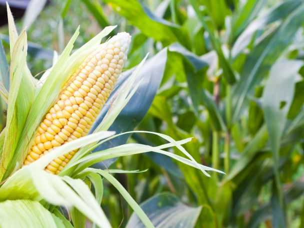 Данный продукт стоит есть теплым, ведь потом он становится безвкусным