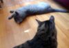 Почему коты так любят валериану? Почему коты так любят валериану?