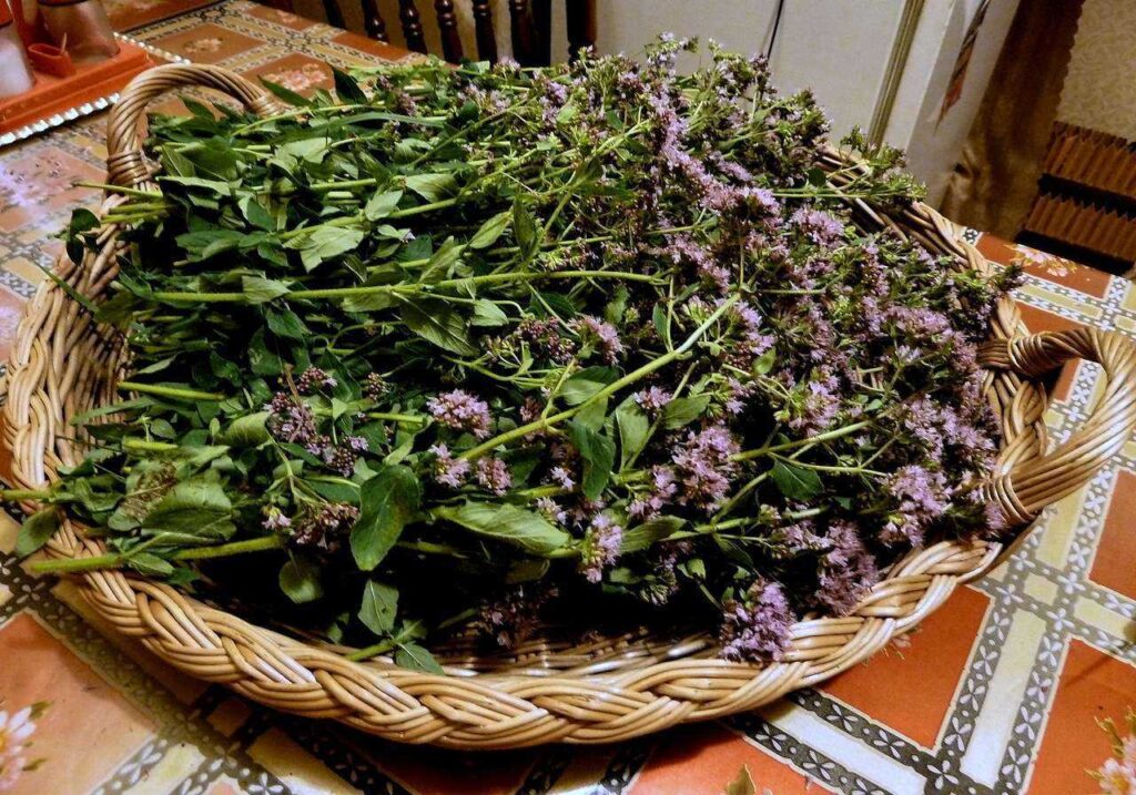 Орегано в домашник условиях