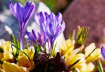 13 марта — приметы и обряды в Васильев день