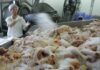 Ирак разрешил ввоз мяса птицы из Украины